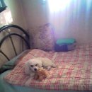 루루강아지 이미지