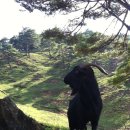 흑염소농장 이미지