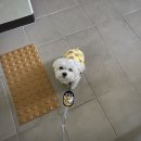 하울 애견 유치원 | [강아지 훈련수업 후기] 하울 애견 유치원 훈련사님을 향한 나의 믿음