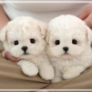 힐링애견샵 | 광교강아지분양 가족이 된 순간 애견샵 후기