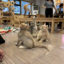 고양이카페 이미지