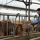 중국 ‘SAT1형’구제역 첫 발생…국내 유입 비상 이미지