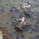 꽁다리김밥 이미지