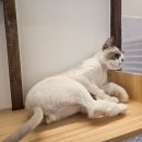 캣치유고양이미용호텔 이미지