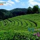 보성 이미지