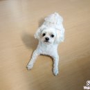 푸른펫살롱 이미지