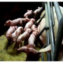 대산가축 이미지