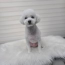 플러스애견미용실 이미지