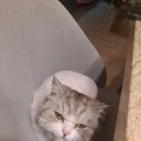 냥만미용실 이미지