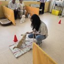 올바른 반려견 보호자 교육 이미지