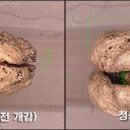 강이열처리 이미지