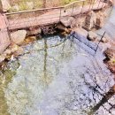 비단마을 영풍(아) | 곤지암 화담숲 수선화 축제 방문 후기 벚꽃 개화 현황