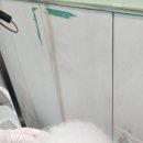 태백 애견미용 만족했던 하이 베이비 펫살롱 후기