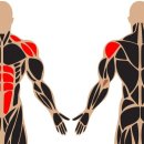 슬림한 바디 이미지