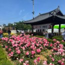 장미꽃길 | 포항 영일대해수욕장 장미원 장미꽃길 후기
