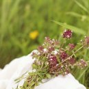 스테이 까미노 이미지