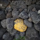 곽지올레 이미지