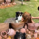 돌담펫호텔 이미지