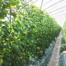 토토농장 이미지