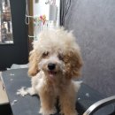 빠찌애견 이미지