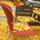 원도심 은행나무 이미지