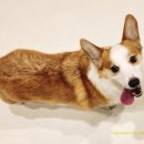 멍그니엘 애견호텔 서울강동점 이미지