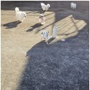 부산애견호텔 강아지유치원 애견미용 맘바이 수영구점 이미지