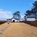 도그프리덤 이미지