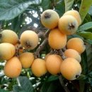 비파나무집 이미지