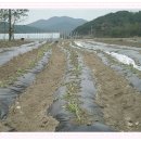 봉양농장2 이미지