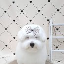 오도르봉 이미지