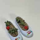 고무신 꾸며 다육이 심기 | 나만의 다육이화분 만들기 에코키즈 고무신 다육이키트