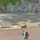 강원도 양양 양리단길 걷기좋은길 해파랑길41코스 죽도산책로 : 인구해변 ~ 죽도정 ~ 죽도해변 + 갯바위...