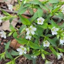 지천소공원 이미지