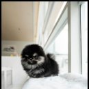 조이퍼피 강아지분양 이미지