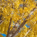 덕산 은행나무길 이미지