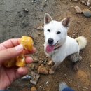 망치네식탁 이미지