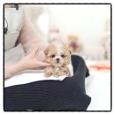 여주켄넬 | 여주말티푸분양 후기 – 우리 가족의 일상을 바꿔준 작은 아기천사