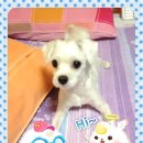 애견모델 이미지