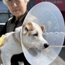 몽벨로 펫 케어센터 이미지