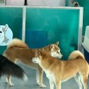 486 Dogcamp 이미지