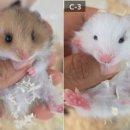 부산햄스터분양 행복햄 이미지