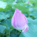 (주)아름관광 | 하동 백련리 사기마을, 아름. 백련 연꽃지, 하동요, 정동원 길, 우주총동원 까페
