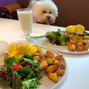 토스트카페마리 장안점 | 【성수 애견동반 브런치 카페】 메이플탑, 샌드위치 프렌치토스트 맛집 주차 정보