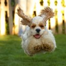 악동강아지 이미지