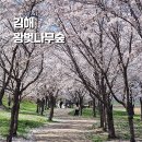 봉황초등학교 | 김해벚꽃명소 에코트리 왕벚나무숲 실시간 주차 안내