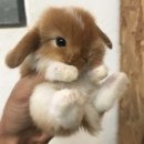 래비튼
