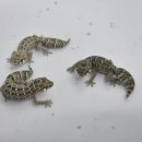 게코벨리