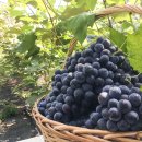 녹수농장 이미지