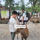초등4학년 아이와 8월초 오사카여행 나라사슴공원, 동대사, 가스가타이샤, 도톤보리 1일차 후기